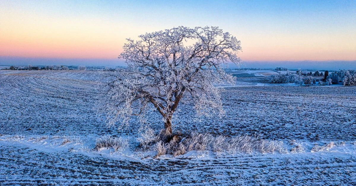 Cold in Different Languages